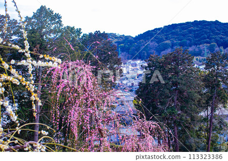 [Kyoto Scenery] Mimuroto Temple's Weeping Plum Garden is Like a Flower Garden in the Sky 113323386