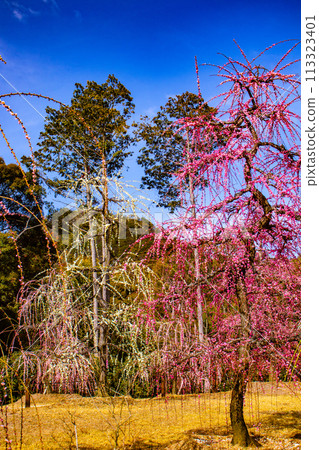 【京都風景】三室戶寺垂梅園就像空中花園 【京都風景】三室戶寺垂梅園就像空中花園 113323401