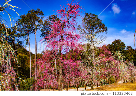[Kyoto Scenery] Mimuroto Temple's Weeping Plum Garden is Like a Flower Garden in the Sky 113323402