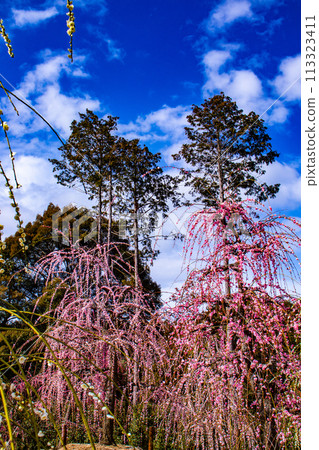[Kyoto Scenery] Mimuroto Temple's Weeping Plum Garden is Like a Flower Garden in the Sky 113323411