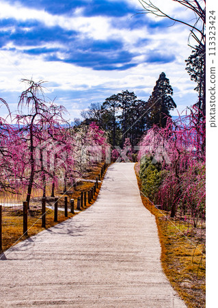 [Kyoto Scenery] Mimuroto Temple's Weeping Plum Garden is Like a Flower Garden in the Sky 113323424