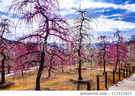 【京都風景】三室戶寺垂梅園就像空中花園 113323425
