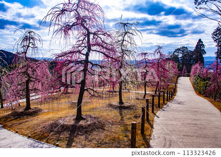【京都風景】三室戶寺垂梅園就像空中花園 113323426