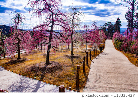 【京都風景】三室戶寺垂梅園就像空中花園 113323427