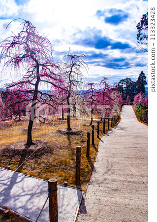 【京都風景】三室戶寺垂梅園就像空中花園 113323428