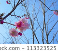 Double cherry blossoms 113323525