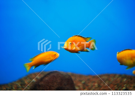 Labidochromis caeruleus 113323535