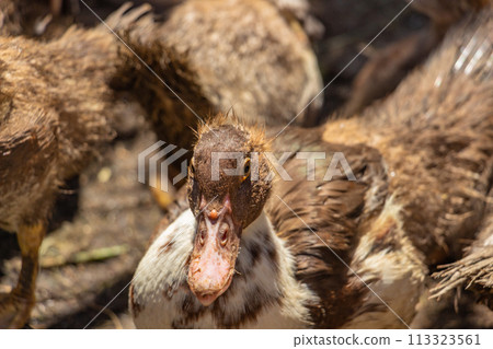Brown muscovy ducks in the barnyard, lots of poultry 113323561