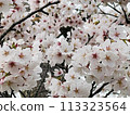 April spring cherry blossom background 113323564