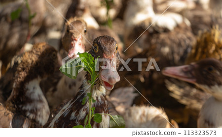 Brown muscovy ducks in the barnyard eating grass 113323573