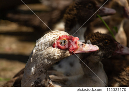 Adult muscovy duck in the barnyard, male close up 113323578