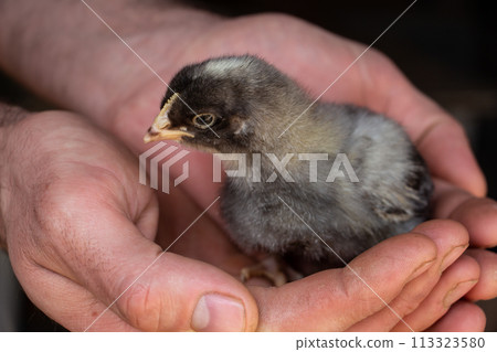 Little black chick on the palm gets to know the world 113323580