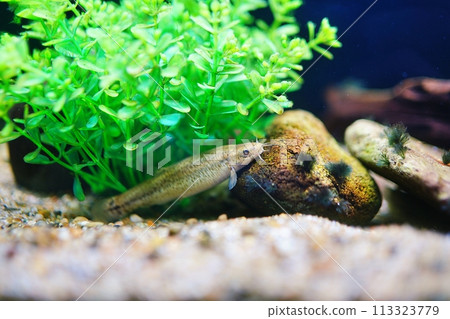 蝦夷鰍泥鰍 蝦夷鰍泥鰍 113323779