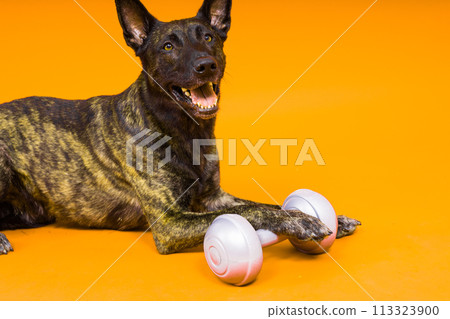 Dutch shepherd dog dumbbell isolated on yellow red background Dutch shepherd dog dumbbell isolated on yellow red background 113323900