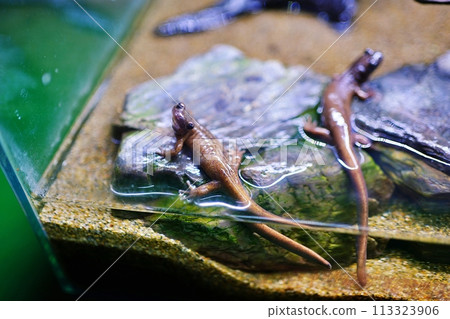 Ezo蠑螈 Ezo蠑螈 113323906