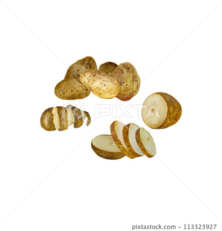 Potato slice whole tubers set watercolor sketch 113323927