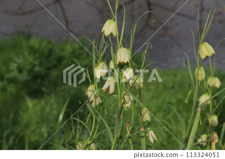 Pale green flowers of morel lilies blooming in a spring garden 113324051