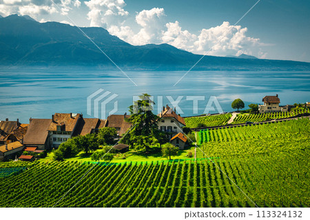 Vineyards on the Geneva lake shore, Rivaz village, Switzerland Vineyards on the Geneva lake shore, Rivaz village, Switzerland 113324132