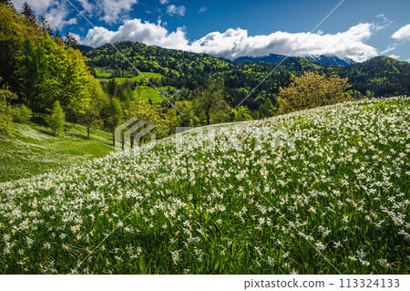 Abundance white daffodil flowers on the hills in Slovenia Abundance white daffodil flowers on the hills in Slovenia 113324133