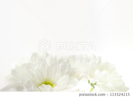 鮮花-佛教儀式-菊花7號 鮮花-佛教儀式-菊花7號 113324215