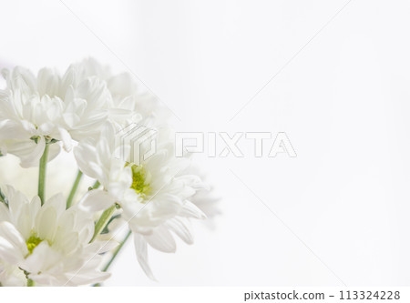 Flowers - Buddhist Ceremonies - Chrysanthemum No.8 Flowers - Buddhist Ceremonies - Chrysanthemum No.8 113324228