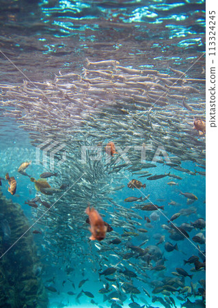 [水下素材] 日本海水下影像[新潟縣] 113324245