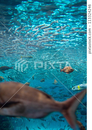 [Underwater material] Underwater image of the Sea of Japan [Niigata Prefecture] 113324246