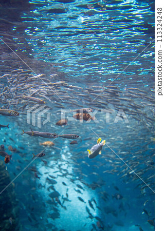 [Underwater material] Underwater image of the Sea of Japan [Niigata Prefecture] 113324248