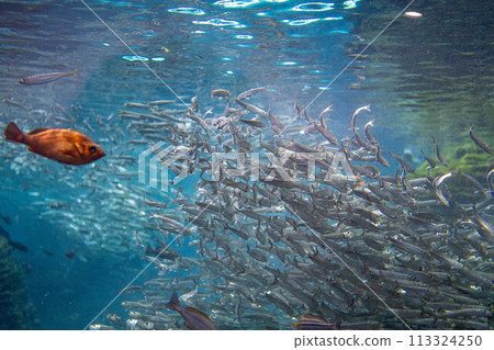 [水下素材] 日本海水下影像[新潟縣] 113324250