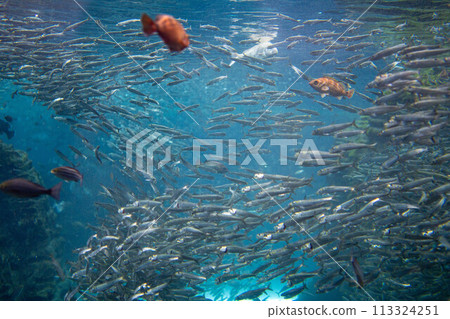 [水下素材] 日本海水下影像[新潟縣] 113324251