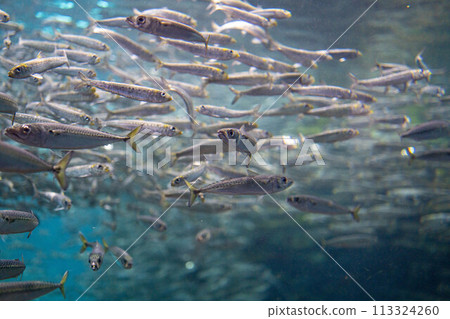 [水下素材] 日本海水下影像[新潟縣] 113324260