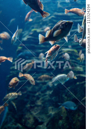 [Underwater material] Underwater image of the Sea of Japan [Niigata Prefecture] 113324294