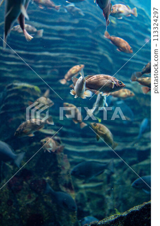 [Underwater material] Underwater image of the Sea of Japan [Niigata Prefecture] 113324297