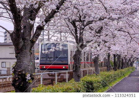 Train running on a row of cherry trees Train running on a row of cherry trees 113324351