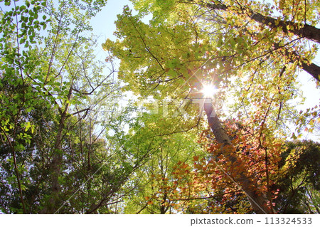 <Hyogo Prefecture> Kitakobe, Happy Village, fresh greenery 113324533