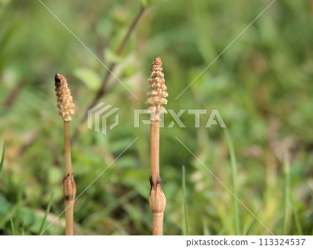 Horsetail that heralds spring that grows in March (student) Horsetail that heralds spring that grows in March (student) 113324537