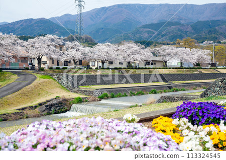 Takizawagawa River Park, cherry blossoms in full bloom [Minami-Alps City] 113324545