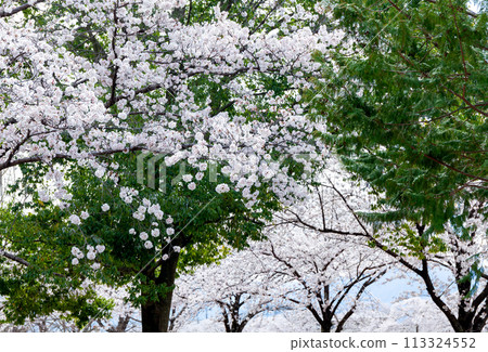Takizawagawa River Park, cherry blossoms in full bloom [Minami-Alps City] 113324552