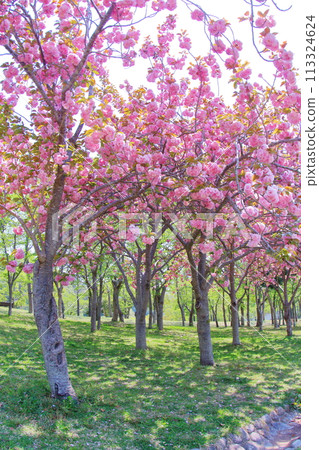 <Hyogo Prefecture> Kitakobe: Village of Happiness - Fresh greenery and cherry blossoms 113324624