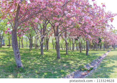 《兵庫縣》北神戶幸福村 綠意盎然、櫻花盛開的景色 113324628