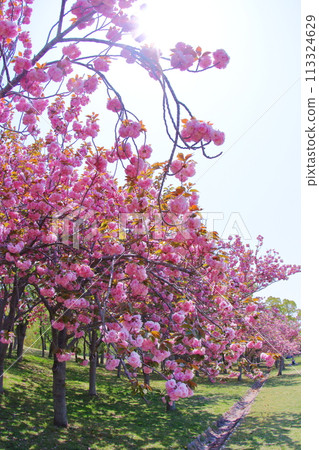 《兵庫縣》北神戶幸福村 綠意盎然、櫻花盛開的景色 113324629