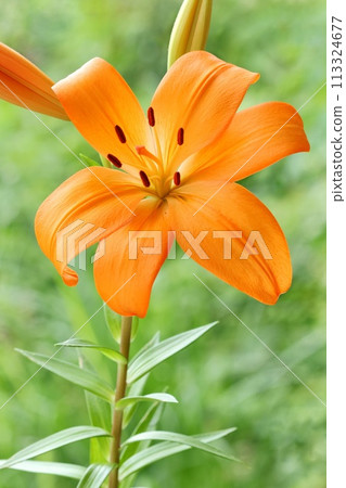 Orange lily, large flower, oriental hybrid, green natural background 113324677
