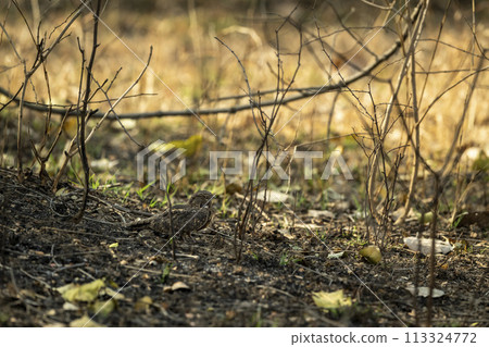 savanna nightjar or Franklins nightjar or Caprimulgus affinis well camouflaged nightbird roosting on roadsides natural green background at panna national park forest tiger reserve madhya pradesh india 113324772