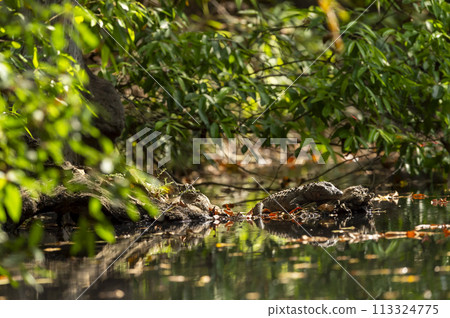 Marsh crocodile or mugger crocodile or broad snouted crocodile Crocodylus palustris out of water in natural scenic green background in summer season at panna national park forest madhya pradesh india 113324775
