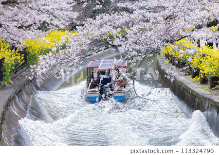 Spring in Yamashina 113324790