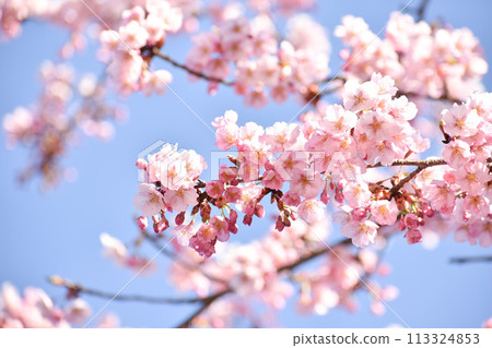 粉紅色的修善寺冬季櫻花在藍天的襯托下閃閃發光 粉紅色的修善寺冬季櫻花在藍天的襯托下閃閃發光 113324853