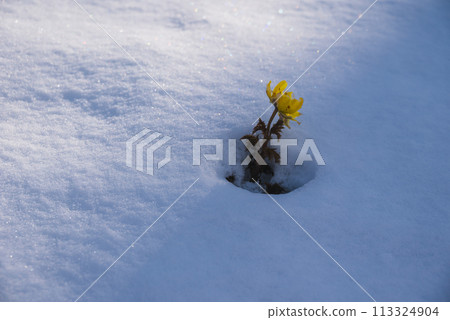 春雪與福壽草【赤田福壽草群落地區】 113324904