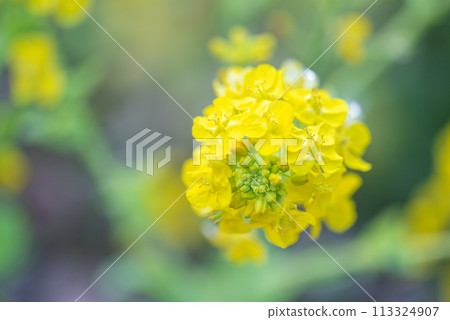 從上面看到的油菜花 113324907