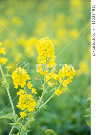 Rape blossoms stand out among the greenery Rape blossoms stand out among the greenery 113324915