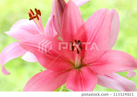 Pink lily, large flower, oriental hybrid, green natural background Pink lily, large flower, oriental hybrid, green natural background 113324921